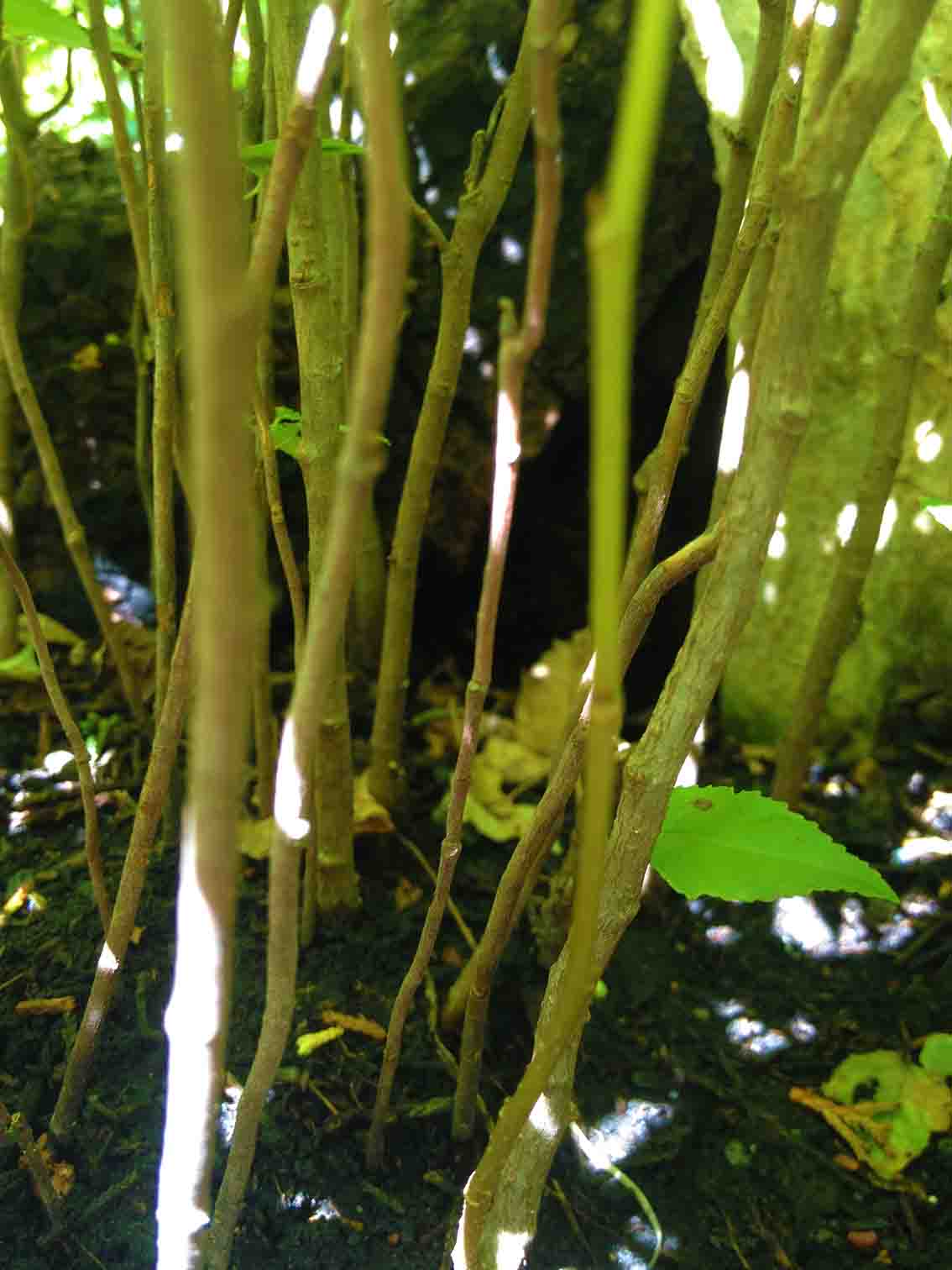 Miniature Forests Mini Forest