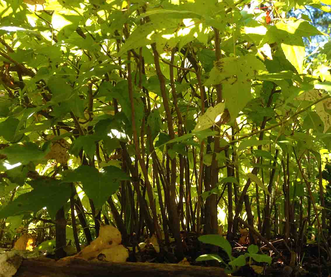 Miniature Forests Mini Forest