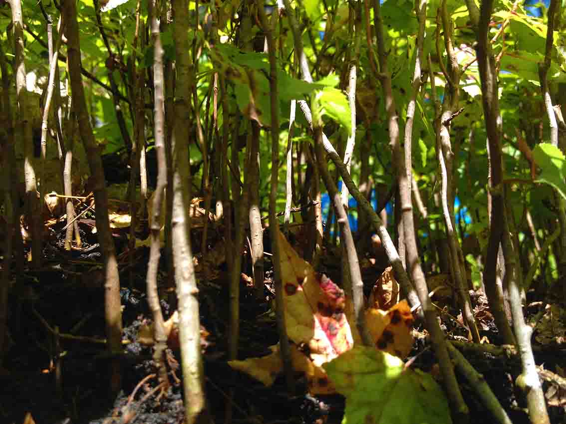 Miniature Forests Mini Forest